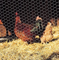 breeding mesh - hens