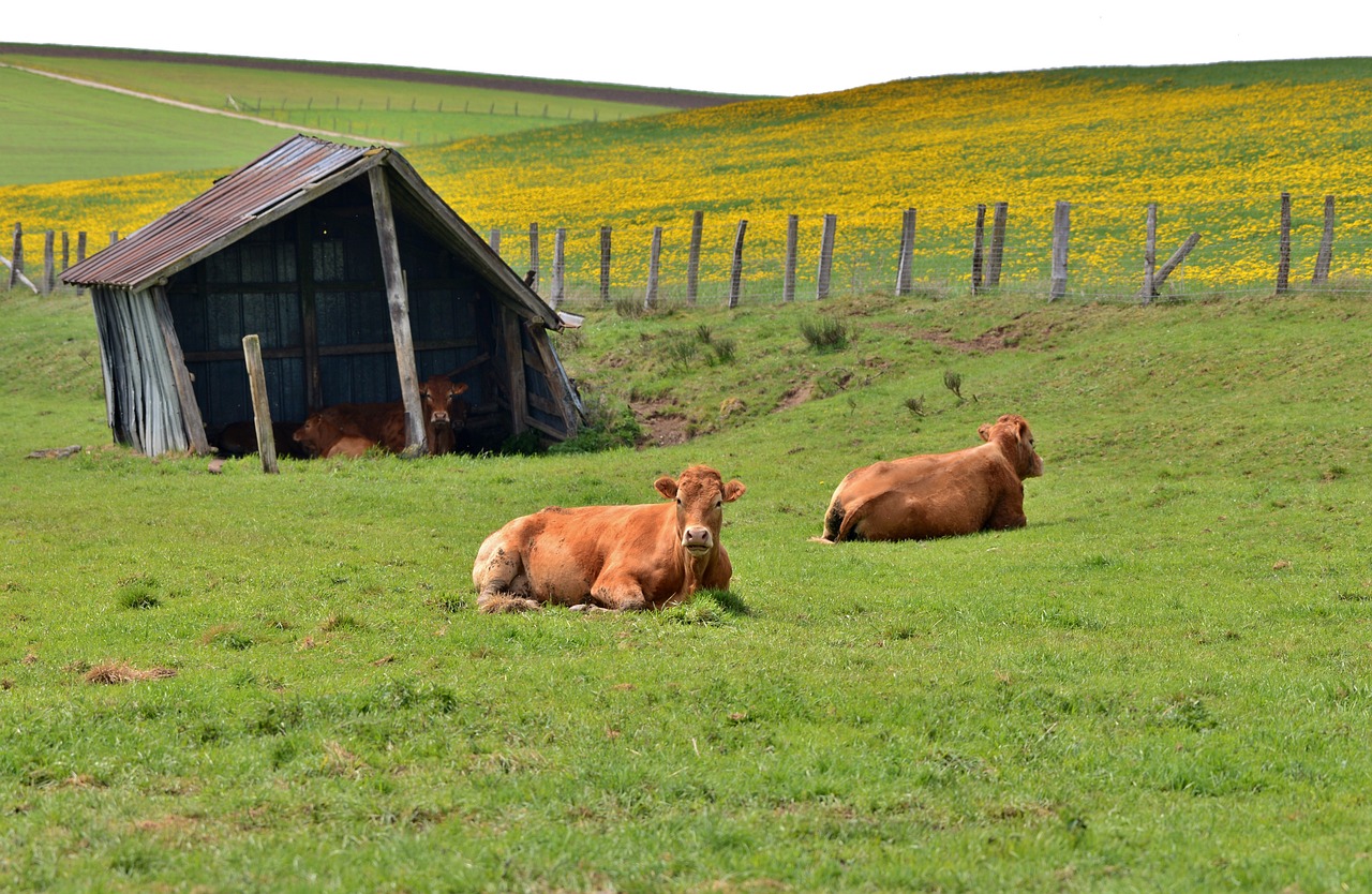 distribution of pastures - cattle