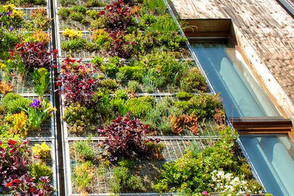 maintenance and care of the vertical garden