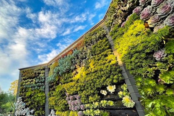 Plants in a green wall