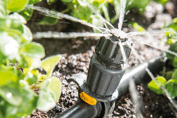 watering plants